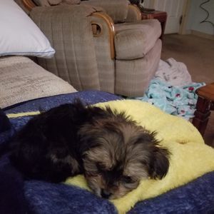 Meet your Posher, Dawn